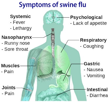 Symptoms-of-Swine-Flu